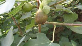 Feigen / Figs (Ficus carica) Jan - Aug 2011