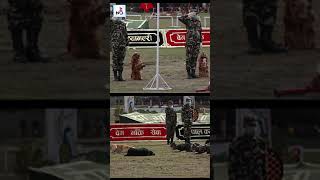 तालिम प्राप्त नेपालका सैनिक कुकुरहरु | Nepal army dog | नेपाली सेना