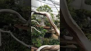 Sabina bonsai Irún bonsai.com