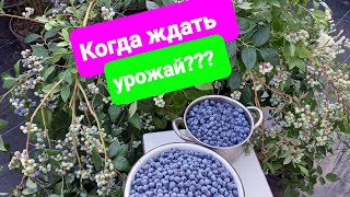 Когда ждать урожай на голубике???