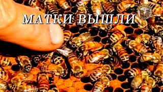 Матки вышли Неплодные матки Контроль выхода маток из маточников