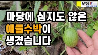 마당에 저절로 난 애플수박을 대하는 법