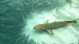 The amazing video, how the biggest fish is living with small fishes