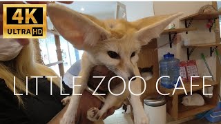 LITTLE ZOO CAFE BANGKOK! Cafe with Cutest Exotic Animals!