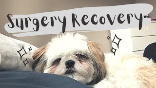 Shih Tzu Neuter Surgery Recovery