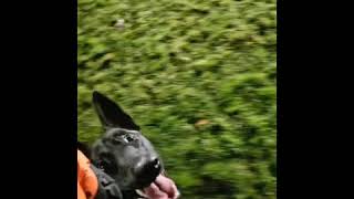 Max the Belgian Malinois Board and Train 2