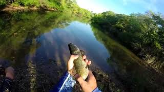 Pescaria de traíra no Rio Feio com Tropical Frog ( Tupã -SP)