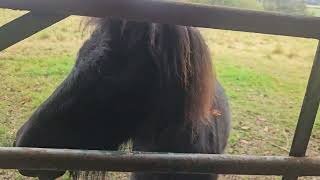 miniature horse at dunecht