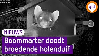 LIVESTREAM  | Broedende duif wordt gedood door boommarter