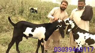 Pure beetle bakriyan aur breeder for sale | top class beetle kids | world best beetle bakriyan