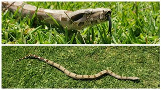 Getting some sun with Kor, our Guyana boa constrictor.