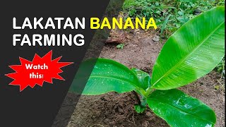 Lakatan Banana Farming | One Month Old