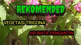 REVIEW VEGETASI TRIGONA AIR MATA PENGANTIN#vegetasilebah #vegetasitrigona#vegetasikelulut#amp