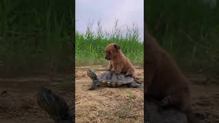 Turtle Taxi | A Kind Turtle Gives a Lift to an Adorable Puppy #shorts