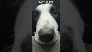 SNOUT!#bordercollie