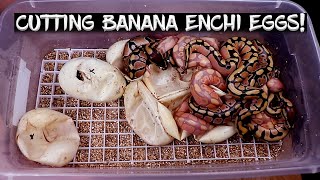 Banana Enchi Ball Python Eggs are Hatching!  See the Results!