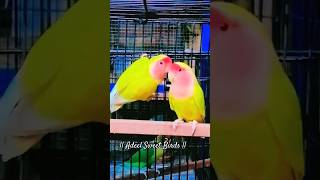 #birds#adilbirdslover#parrot#allbirdslover#birdslover#birdsandpetslover#pets#petsvloging#lovebirds