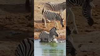 Why Do Zebras Hurt Their Babies? #zebra #wildanimals #animals #shorts #cute