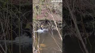 Sobbing Mum Wades Through River to Reunite With Lost Sausage Dog || Dogtooth Media