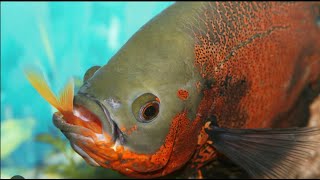 oscar fish feeding | oscar fish eating molly | oscar fish eating #aquarium #fishkeeping #oscars