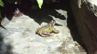 Frog in Garden