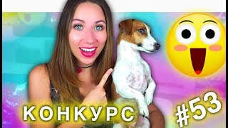 СЧАСТЛИВЫЕ Посылки ДЛЯ ЭЛЛИТЫ КОНКУРС #53 | Elli Di Pets