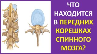 31. Что находится в передних корешках спинного мозга?