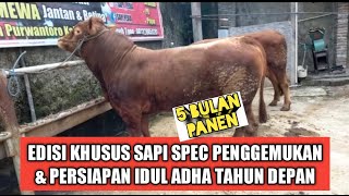 UPDATE HARGA SAPI KHUSUS JANTAN SPEC PENGGEMUKAN & PERSIAPAN IDUL ADHA ‼️ GROSIR SAPI BERGARANSI