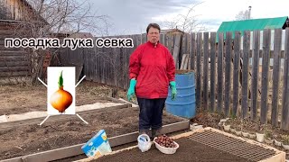 Сажаем ЛУК СЕВОК. Как подготовить лук,как сажаю,мой ЛАЙФХАК!