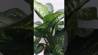 Most Common Species of Dieffenbachia #shorts #short #beauty #plants #beautiful #reels #foryou