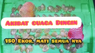 Akibat cuaca Dingin, 150 ekor Ikan Discus mati mendadak. #ikandiscus #discusfish