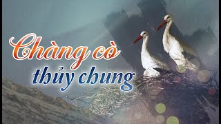 Yêu xa: Chàng cò thủy chung 18 năm lặn lội hàng ngàn cây số đến thăm bạn đời | Kênh 9 TV