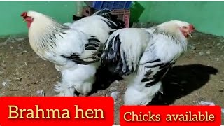 Brahma hen available. Ammbarnat zuheb bhai 9923288865