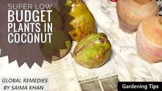 Super Low Budget Plants in Coconut - Plantation and Gardening Tips | Food Secrets by Saima