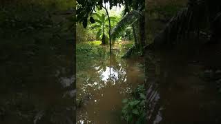 Flood 2021 Srilanka l Kelani River #youtubeshorts #shorts