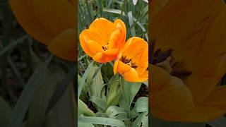 Church | Garden | Flowers #flowers #church #garden #shortsvideo #england #shorts #short #park #tree