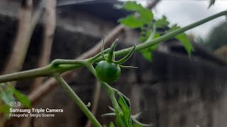 Pé de tomate plantado no quintal