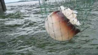 Jellyfish in Beaufort, SC