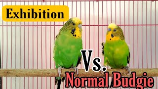 Difference Between Exhibition or English Budgies and American Budgies || All About Pets (Hindi)