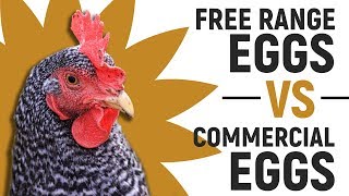 Free Range Eggs Vs. Commercial Eggs