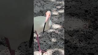 WHITE IBIS - ANO TAWAG NINYO DITO SA INYO.