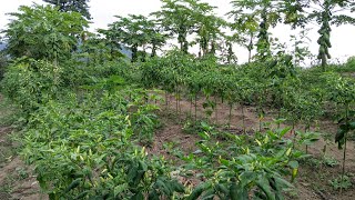 Kebun Cabe Caplak Tumpang Sari Pepaya