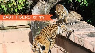 Baby tigers, oh my! WALT DISNEY WORLD VACATION VLOG