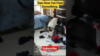 See How Cat Find Something #shorts #cute #youtubeshorts #animals #reels #ytshorts #viral #cat #cats