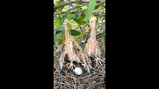 The Chicks Standing On The Nest