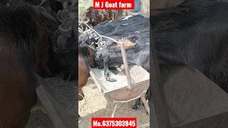 कोटा बकरे // कुर्बानी स्टॉक // 40se80 kg // visit M J Goat farm kishangarh Rajasthan Mo.6375303945