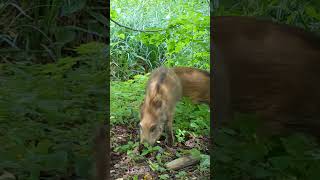 Wild Piglet enjoys digging! #funnyshorts #cuteanimals #trailcam