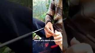 #lucu !!! Mancing Betok/Bethek Guyss!! #video, #shortsfeed, #shortvideo, #shorts,