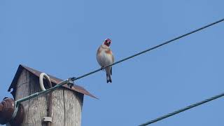 Goldfinch singing on a wire