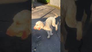 GoldenDoodle Against Akita and Rottweiler